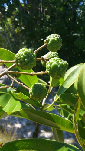 Sphaerosepalaceae