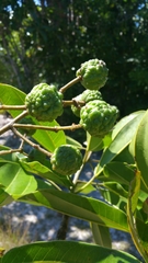 Rhopalocarpus longipetiolatus image