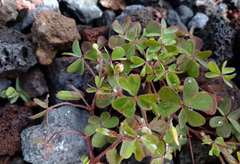 Oxalis chnoodes