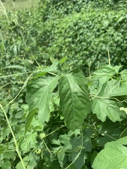 Blastania cerasiformis