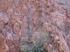 Johnstonella racemosa