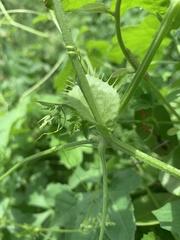 Blastania cerasiformis