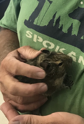 Octodon degus