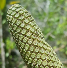 Monsteroideae