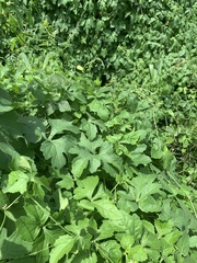 Blastania cerasiformis