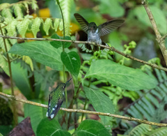 Phlogophilus hemileucurus