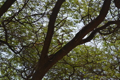 Hypnelus ruficollis
