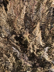 Pellaea mucronata mucronata