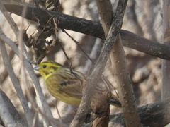 Emberiza citrinella