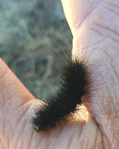 iNaturalist observation photo of Tiger Moths