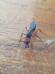 Odontomachus erythrocephalus