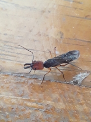 Odontomachus erythrocephalus