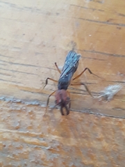Odontomachus erythrocephalus