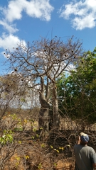 Adansonia madagascariensis