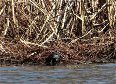 Chrysemys picta picta