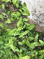 Blechnum blechnoides