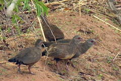 Ptilopachus petrosus