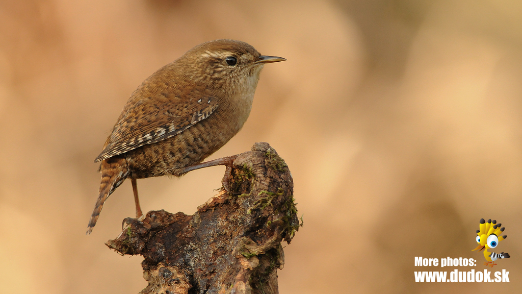 Winter Wren