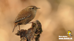 Winter Wren photo 1