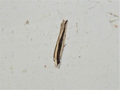 Erechthias stilbella