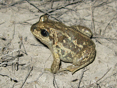 Pelobates vespertinus
