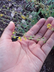 Galphimia angustifolia