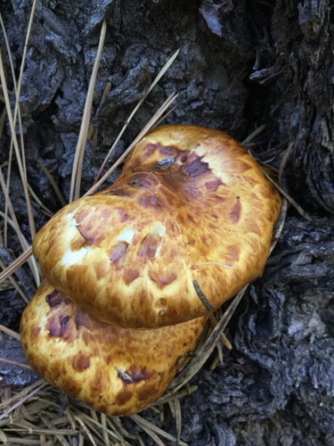 iNaturalist observation photo of Golden Pholiota