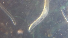 Enchytraeus buchholzi