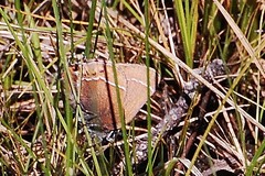 Callophrys johnsoni