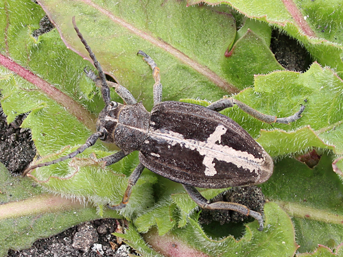 Dorcadion equestre (Laxmann, 1770)