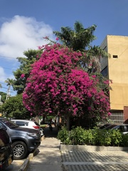 Bougainvillea