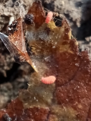 Bilobella braunerae