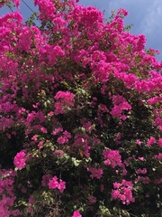 Bougainvillea