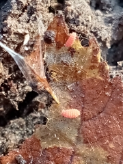 Bilobella braunerae