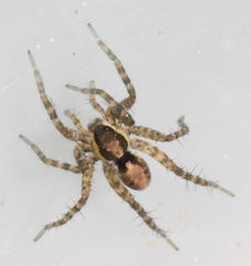 Pardosa delicatula