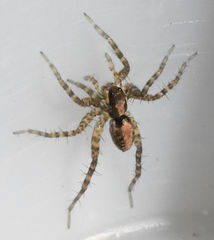 Pardosa delicatula