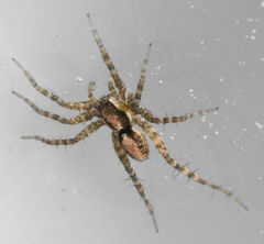 Pardosa delicatula