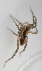 Pardosa delicatula