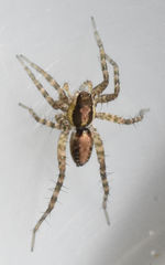 Pardosa delicatula