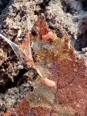 Bilobella braunerae
