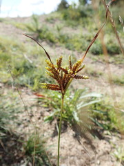 Cyperus houghtonii