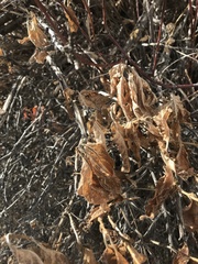 Lonicera involucrata