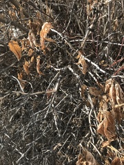 Lonicera involucrata