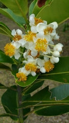 Calophyllum