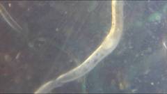 Enchytraeus buchholzi