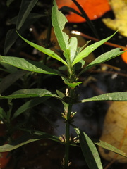 Hygrophila costata