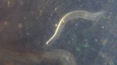 Enchytraeus buchholzi