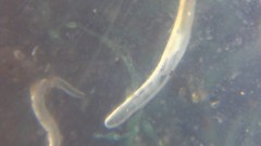 Enchytraeus buchholzi