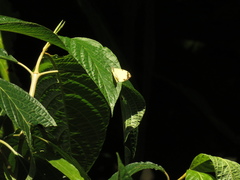 Dismorphiinae