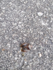 Discocephalinae